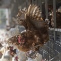 McDonalds SA commits to 100% cage-free