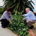 Huldah Solomon (left), GMSA environmental engineer, and Clayton Whitaker, vice president of GM Africa Manufacturing, take a closer look at the indigenous vegetation on the premises of the Struandale Manufacturing Plant.