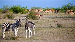 Ten reasons why you should visit the Mashatu Game Reserve