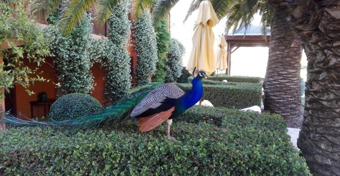 A worthy contender for 'best-dressed' on the night.