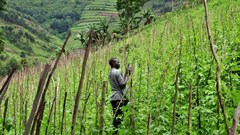 Neil Palmer (CIAT) via