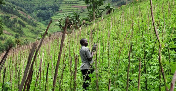 Neil Palmer (CIAT) via