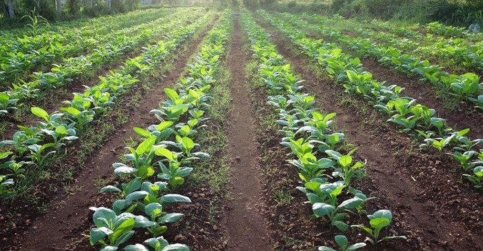 TRB warns farmers of new destructive pest