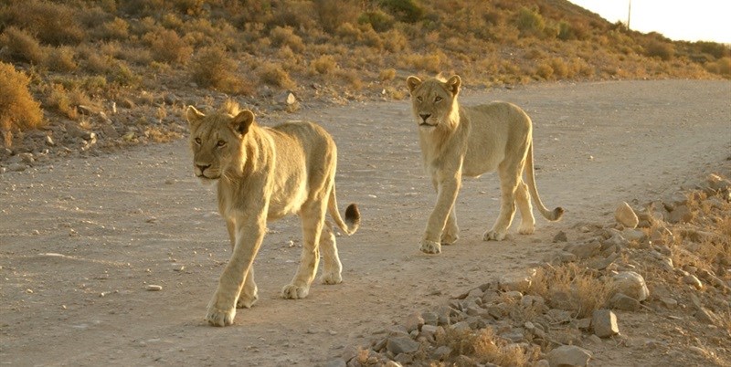 Sanbona Explorer Camp: A holistic safari adventure in the Klein Karoo