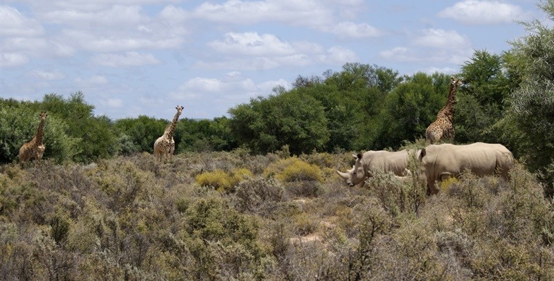 Sanbona Explorer Camp: A holistic safari adventure in the Klein Karoo