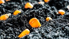 Addressing lack of access to seeds for smallholder farmers