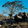 Clanwilliam cedar could be extinct within the 21st century