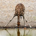 Giraffes 'threatened with extinction'