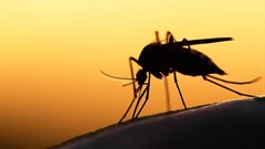 African malaria elimination improving, but still short of targets