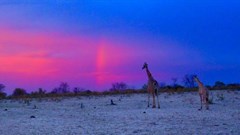 Ten reasons why you should explore the Moremi Game Reserve