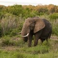 Why Zimbabwe's use of elephants to pay off old debt to China is problematic