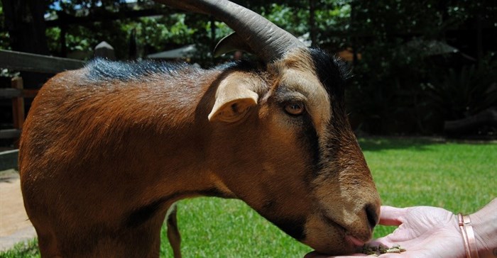 Fairview goats get a skywalk and playpark