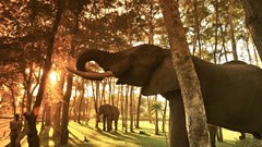 Elephant with handler