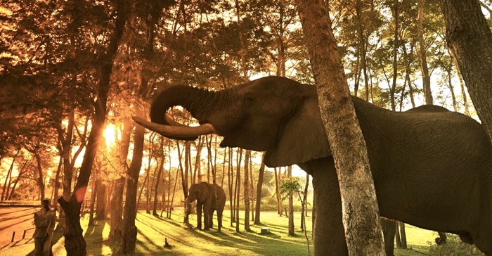 Elephant with handler