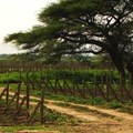 Castel’s 162-hectare vineyard in Ziway, Ethiopia.