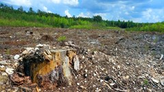 Activists slam giant Indonesian mill for environmental damage