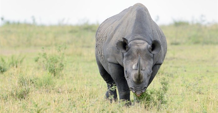 TomTom teams up with StopRhinoPoaching.com in fundraising initiative