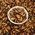 Eating insects has long made sense in Africa. The world must catch up