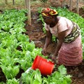 USAID via - Woman watering crops in Morogoro, Tanzania