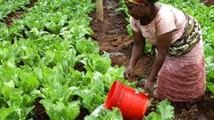 USAID via  - Woman watering crops in Morogoro, Tanzania