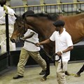 Grooms lead a Thoroughbred into the sales ring at the 2016 Bloodstock South Africa Mixed Sale in Gosforth Park.