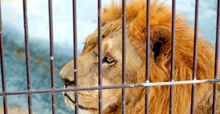 Permission to drink a lion