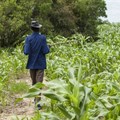 What does the future hold for Africa's farmers?