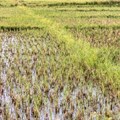 How farmers in Africa are finding ways to sustainably use wetlands