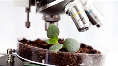 Why microbes are key to solving Africa's food security crisis