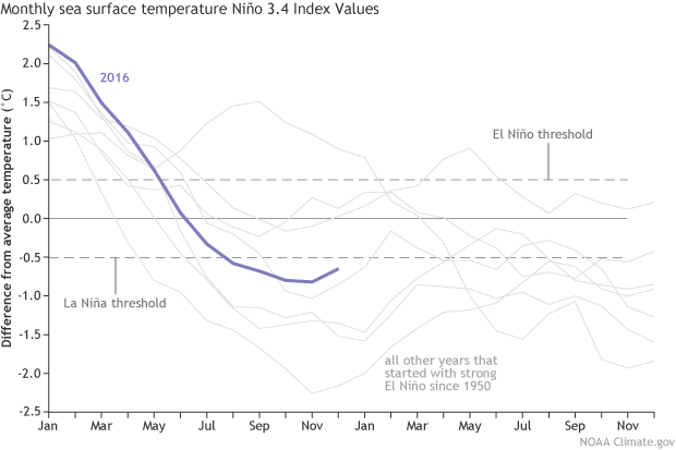 Monthly sea surface temperature in the Niño 3.4 region of the tropical Pacific compared to the long-term average for all years starting off from moderate-to-strong El Niño since 1950, showing how 2016 (blue line) compares to other events. Climate.gov graph based on ERSSTv4 temperature data.