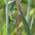 Photo by Yue Jin via  - Close up of stem rust