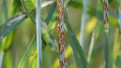 Photo by Yue Jin via  - Close up of stem rust
