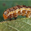Canadian Biodiversity Information Facility via - Fall armyworm