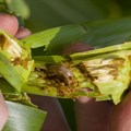 Armyworms on march a threat to all SA