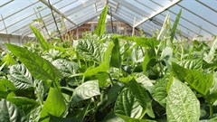 Carl Davies, CSIRO via  - Cowpeas are a staple food and an important source of protein for over200 million people in sub-Saharan Africa.