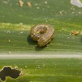 Armyworms are wreaking havoc in Southern Africa. Why it's a big deal