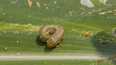 Armyworms are wreaking havoc in Southern Africa. Why it's a big deal