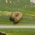KZN in control of Fall armyworm