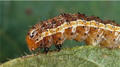 Canadian Biodiversity Information Facility via