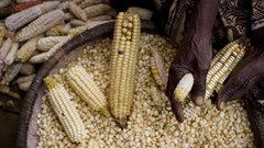 Kate Holt/AusAID via