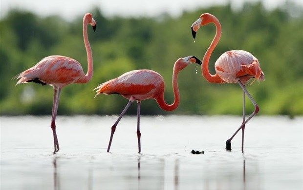 Nature programmes make you happier