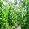 AnnaJB via  - Intercropping maize and beans