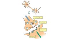 Emotional Intelligence: It is all about balance