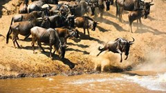 Five safari destinations for first-time travellers