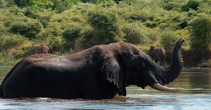 sandrapetersen via  - Elephants bathing in the Zambezi, Zambia