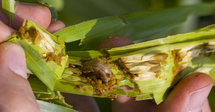 Africa's food security challenges driving technological innovation