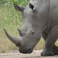 Could proposed rhino horn legislation save rhinos?