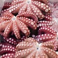 Octopus fishing to be mapped in Western Indian Ocean