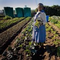 Policy implementation failing SA citizens in guaranteeing access to food