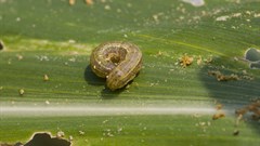 After drought, Zimbabwe contends with Fall armyworm invasion